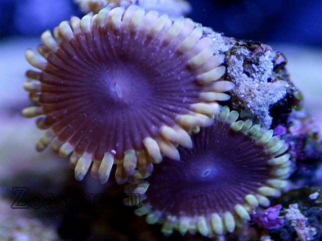 Purple Puddles